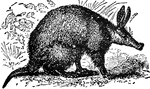 "Aard-vark is a burrowing insect-eating animal of the order Edentata found in South Africa. The name 'pig' is given to it from the shape of its snout. It is about 5 feet long, with a thin tapering tail, and long upright ears. It is nocturnal in its habits and very timid. Its flesh is considered a delicacy."—(Charles Leonard-Stuart, 1911)