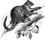 "A remarkable family of flying rodents of Africa; the scale-tailed squirrels."-Whitney, 1902