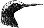 "Noddy Tern (Anous stolidus)."-Whitney, 1902