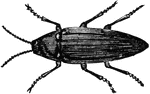 "Filiform antennae of cucujo firefly of Brazil."-Whitney, 1902
