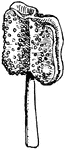 "Image: Anther of Aquilegria, expanded. The essential polliniferous part of a stamen, generally raised upon the extremity of a filament."-Whitney, 1902