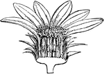 "Section of Head of Sunflower. a, receptacle, or anthoclinium."-Whitney, 1902