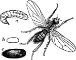 "Turnip Fly (Anthomyia radicum.)"-Whitney, 1902
