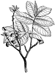"Flowering branch of the Upas-Tree."-Whitney, 1902