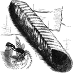 "A South American genus, <em>Pelopaeus</em>, allied to the preceeding, is called the Dauber, from its singular habit of placing its nest of mud against the walls and ceiling in the interior of the houses." &mdash; Goodrich, 1859