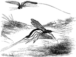 "The ichineumons, with long ovipositors, as the European species, <em>Ichneumon manifestator</em>, seek the burrows of the wood-boring insects, whose larva they are enabled to reach by means of this organ. Each species usually infests a particulat species of insect; and, singular as it may appear, many of these parasitic larvae are again preyed upon by others, whose parents are directed by an unerring instinct to the selection of the proper position for the nourishment of their arguement." &mdash; Goodrich, 1859