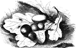 "This term, from the latting <em>gala</em>, the oak-apple, and <em>colo</em>, to inhabit, is applied to a tribe of insects which are almost exclusively vegetable feeders, which includes the well-known Gall-Insect, <em>Cynips gallae tinctoriae</em>. The females of these punture the leaves, buds, and other parts of plants and trees, depositing an egg in the wound, accompanied probably by some irritiating fluid, which causes a diseased growth in the part, and thus produces the excrescences known as <em>galls</em>." &mdash; Goodrich, 1859