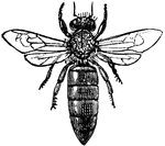 "Queen Honey Bee"-Whitney, 1902