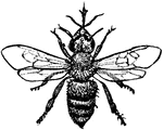 "Neuter Worker Bee"-Whitney, 1902