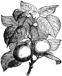 "Apricot (Prunus Armeniaca)."-Whitney, 1902
