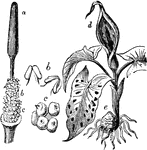 "Cuckoo-pint, or Wake-robin (Arum maculatum). a, spadix; b, stamens or male flowers; c, ovaries; d, spathe;"-Whitney, 1902
