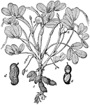 "Common Peanut (Arachis hypog&aelig;a). a, flowers; b, ovaries on lengthened stipes; c, forming fruit; d, ripe pod; e, pod opened, showing seeds."-Whitney, 1902