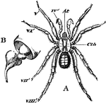 "Mygale c&aelig;mentaria, typical of Araneida. A, female, natural size: At, chelicer&aelig;; IV', pedipalpi; V', VI' maxillary feet; VII', VIII', thoracic feet; Cth, cephalothorax. B, last joint of pedipalpus of male, much magnified."-Whitney, 1902