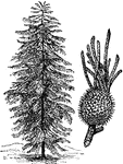 "1. Norfolk Island Pine (Araucaria excelsa). 2. Cone of Araucaria Cookii."-Whitney, 1902