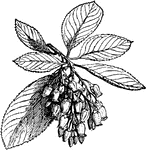 "Strawberry-Tree (Arbutus Unedo)."-Whitney, 1902
