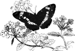 "The Sybil Butterfly, <em>P. Sybilla</em>, sometimes called the <em>Mourning Butterfly</em>, is a common European species, flying in the dog-days, the upper part of the wings of a brownish-black, with a white band across the middle; beneath they are of an ashy-blue, with black spots." &mdash; Goodrich, 1859