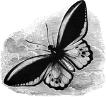 "The Priam butterfly, <em>Papilio priamus</em>, is a native of the Eastern Archipelago; its wings are from seven to eight inches in extent, and are colored with rich green and deep black." &mdash; Goodrich, 1859