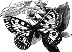 "The Apollo butterfly, <em>P. Apollo</em>, is found in the damp meadows of the high Alps; the wings are whitish, wth five black spots on each of the superior ones; on the inferior are two sparkling eye-like figures, bordered with black. It flies in June and July. Thus even wild mountain regions, as well as those of the florid tropics, are embellished by this beautiful family." &mdash; Goodrich, 1859