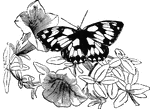 "The Galatea Butterfly, <em>P. Galatea</em>, A Euoprean species, called <em>The Half-Mourning Butterfly</em>, has the wings slightly denticulated; they are of a brownish-yellow, with the base and extremities black, and spotted with white." &mdash; Goodrich, 1859