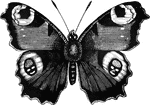 "The Peacock-butterfly, <em>V. Io</em>, has the edges of the wings denticulated; above they are of a reddish-fawn, with a large eye-spot on each; those on the superior wings are red, encircled, with mingled black and yellow; those o nthe inferior ones are blue, with a black circle. It is a splendid European species, inhabiting woods, meadows, and gardens in October." &mdash; Goodrich, 1859