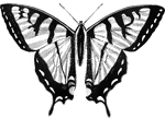 "The Troilus Butterfly, <em>Papilio Troilus</em>, is a superb insect, the wings denticulated, black, spotted with yellow, and terminated by a swallow-tail. It lives on spice-wood and sassafras-trees; is rare in the Northern States; common in the Southern, and in the West Indies." &mdash; Goodrich, 1859