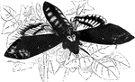 "The most remarkable species is the Death's Head Moth, <em>Acherontia</em> Atropos</em>, a large kind, variegated with dark brown and yellow, bearing upon the back of the thorax a deep orange mark, presenting no inconsiderable resemblence to the front of a human skull." &mdash; Goodrich, 1859