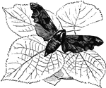 "The Lime-tree sphinx, <em>Sphinx tiliae</em>, has the wings denticulated and angular; it is nocturnal, and flies heavily." &mdash; Goodrich, 1859