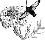 "A considerable number of insects belonging to Sphingina have transparents wings. Among them is the humming-bird moth, <em>Sesia pelasgus</em>, often seen at evening in our gardens during the moths of June and July hovering like a humming-bird over the flowers and sucking their nectar with its long tube." &mdash; Goodrich, 1859