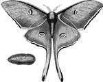 "Among the larger and more splendid moths of our own country is the Luna Moth, or Green Emperor Moth, <em>attacus luna</em> a large and beautiful species, common in the Northern United States. The wings, which are drawn out into what appears like a long tail, are of a light yellowish-green color, marked with eye-spots near the middle. The expanse of the wings is four inches. The caterpilar lives on walnut-trees, and spins a cocoon of which silk might be made. Many of these cocoons may be picked up on the ground, in autumn or spring, beneath the trees frequented by these insect."  &mdash; Goodrich, 1859