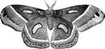 "The Cecropia Moth, <em>A. Cecropia</em>, is of a dusky reddish-brown; the wings expand six inches, and are handsomely variegated. The caterpillar is of a light green color and is found on various fruit trees." &mdash; Goodrich, 1859