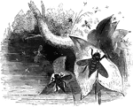 "In these the head is generally of considerable size, and is furnished with a pair of large, compressed eyes, which occupy nearly its whole surface. The legs are well-developed, the tarsi composed of five joints, terminated by a pair of claws; the abdominal rings are distinct." &mdash; Goodrich, 1859