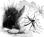 "In the family <em>Culicidae</em>, or Gnats, which include several pre-eminently bloodthirsty species, the proboscis is especially suited for their worm of torment. It is often half the length of the insect, slender, sightly thickened at the tip, and incloses six long, sharp bristles." &mdash; Goodrich, 1859