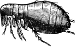 "Aphaniptera includes the fleas, which, despite their minuteness, have made themselves a name in the world. The arterial covering is a horny compound of very distinct segmentsl the wings are four, but nearly rudimentary; the suctional organs consist of a pair of fine, serrated, sword-shaped mandibles, provided with a sharp, needle-like spear for penetrating the skin of the victim." &mdash; Goodrich, 1859