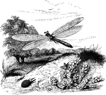 "In some species the larvae, which are small, sluggish, oval-shaped creatures, and furnished with a formidable pair of jaws, excavate conical pits in the sandy places which they inhabit, at the bottom of which they conceal themselves entirely, with the exception of the head and jaws." &mdash; Goodrich, 1859