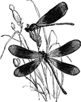 "One of the most beautiful species of Euopean dragonflies is the Virgin Dragon-fly, <em>Libellela virgo</em>, which is not uncommon on the banks of rivers." &mdash; Goodrich, 1859