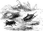 "Another species of cricket is the Field-cricket, a timid animal which avoids the society of man, living all year round in the burrows which it forms in sandy banks among the stones. This is much larger and louder in its song than the domestic species, but it is by no means so common, frequentling only hot sandy districts." &mdash; Goodrich, 1859