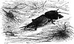 "Like that animal [the mole] it is constantly engaged in burrowing in the earth; and to enable it to do this with facility iits anterior limbs are converted into a pair of flat, fossorial organs, which are turned outward in exactly the same manner as the hand of the mole. In its pasage through the earth it does great injury to the roots of plants, but it said to live quite as much upon animal as vegetable food." &mdash; Goodrich, 1859
