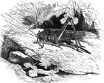 "The Carolina Grasshopper, <em>Gryllus Carolina</em>, is a large species with brown wings, common in our grassy fields in August, September, and October; they rise when approached and fly for the distance of a few feet, when they alight." &mdash; Goodrich, 1859