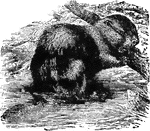 "The Beaver is a quadruped of the order Rodentia, or gnawers, the only species of its genus. It is very widely distributed, being found in the N. parts of Europe, Asia, and America, nowadays most abundantly in the N. and thinly peopled parts of North America, dwelling in communities on the banks of rivers and lakes."&mdash;(Charles Leonard-Stuart, 1911)