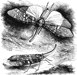 "The family of <em>Fulgorina</em> includes the <em>Lantern-flies</em>, of which a large species inhabiting Guiana, the <em>Fulgora laternaria</em>, is said to emit considerable light in the dark." &mdash; Goodrich, 1859