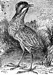 "The bitterns are distinguished from the herons proper, besides other characteristics, by having the feathers of the neck loose and divided, which makes it appear thicker than in reality it is."&mdash;(Charles Leonard-Stuart, 1911)
