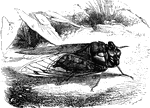 "In America the cicadas have the general name of <em>Harvest-flies</em>; they are also often improperly called <em>Locusts</em>. There are several species, one of which, the Red-eyed cicada, <em>C. septendicim</em>, is remarkable on account of the popular notion that it appears only once in seventeen years, in the same locality, being supposed to pass the interval in its preparatory stages." &mdash; Goodrich, 1859
