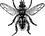 "Blow Fly is the name popularly given to such two winged flies as deposit eggs in the flesh of animals, thus making tumors arise. Several species of musca do this, so do breeze flies, etc."&mdash;(Charles Leonard-Stuart, 1911)