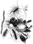 "1 and 1, Egg and Larva of Iulus; 2, and 2, Iulus; 3, Polydesmus; 4, Glomeris; 5, Geophilus; 6, Lithobius; 7, Scutigera Longicornis" &mdash; Goodrich, 1859