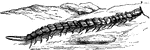 "The Electric Scolopendra, <em>S. electrica</em>, is a European species, luminous in the dark." &mdash; Goodrich, 1859
