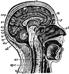 "The Brain is the encephalon, or center of the nervous system and the seat of consciousness and volition in man and the higher animals. Median Longitudinal Section through Head and Upper Part of Neck, to Show relation of Brain to Cranium and the Spinal Cord. <em>c,</em> cerebrum; <em>cb,</em> cerebellum; <em>sc,</em> spinal cord; <em>spc,</em> spinal column; <em>mo,</em> medulla oblongata passing, through foramen magnum, into the spinal cord; <em>pv,</em> pons Varolii; <em>cp,</em> cerebral peduncles or crura cerebri; <em>cqa,</em> anterior corpora quadrigemina; <em>cqp,</em> posterior corpora quadrigemina; <em>pg,</em> pineal gland; <em>pb,</em> pituitary body; <em>cc,</em> corpus collosum, divided transversely; <em>f,</em> fornix; <em>mg,</em> marginal gyrus; <em>gf,</em> gyrus fornicatus; <em>cmg,</em> calloso-marginal suleus; <em>O,</em> occipital lobe; <em>po,</em> parieto-occipital fissure; <em>cf,</em> calcarine fissure; <em>dm,</em>dura mater, separating cerebrum from cerebellum."&mdash;(Charles Leonard-Stuart, 1911)