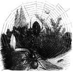 "Some spiders, like the <em>Ctenizae</em>, close the mouth of their subterranean resdence with a most ingeniously-constructed trap-door, which the inhabitant closes with the utmost pertinacity when any attempt is made to invade the privacy of his domicile. Hence these, of which several species are found in the south of Europe and on the shores of the Mediterranean, are generally known as <em>Trap-door spiders</em>." &mdash; Goodrich, 1859