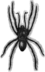 "The spiders with which we in temperate climates are most acquainted are of small size, but in hot regions there are several species whose extended legs occupy a circle of six or seven inches in diameter. Some of these, belonging to the genus <em>Mygale</em>, found in South America and Mexico, are said to attack young humming-birds, and to climb trees for this purpose." &mdash; Goodrich, 1859