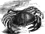 "These have the shell regularly rounded in front and narrowed behind; the legs are of moderate length, the claws large, and often unequal in size. This species inhabits deep water, and is captured in large quantities by sinking baskets, pots, or nets, baited with carrion, in place which it is known to frequent." &mdash; Goodrich, 1859