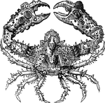 "The <em>Parthenope horrida</em>, a native of the Atlantic and Indian Oceans, is covered with the most grotesque ornaments." &mdash; Goodrich, 1859